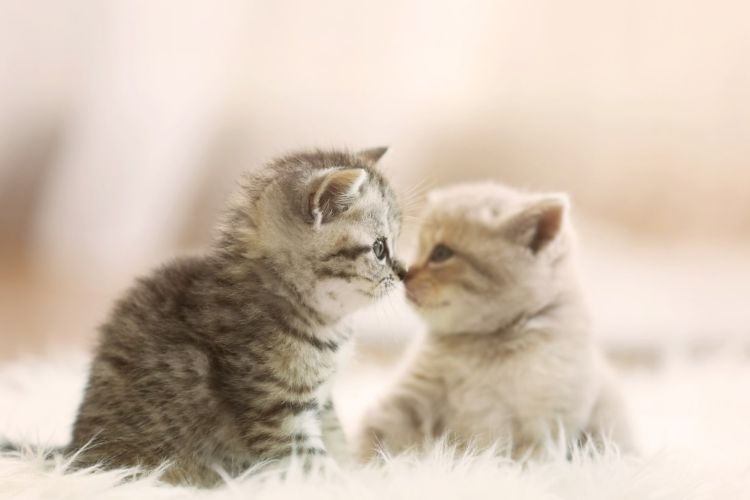 子猫が噛む理由は何? 噛みグセ対策、感染症のリスクについて解説【獣医師監修】