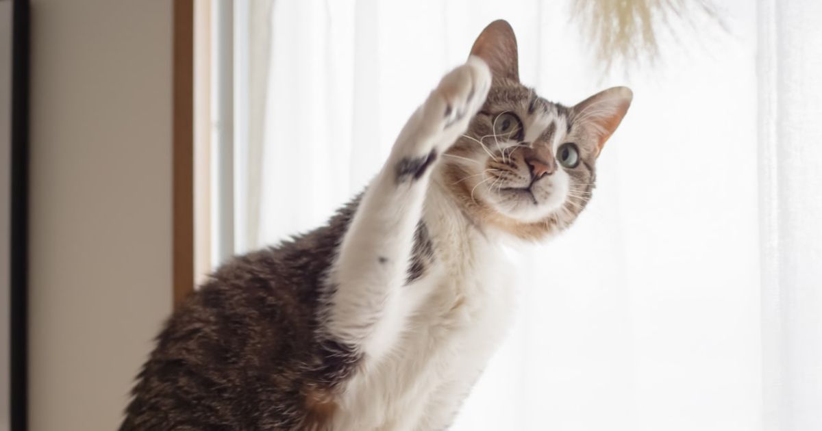 猫パンチ」をする理由とは？ 愛猫の気持ちを読み解くサインと対処法