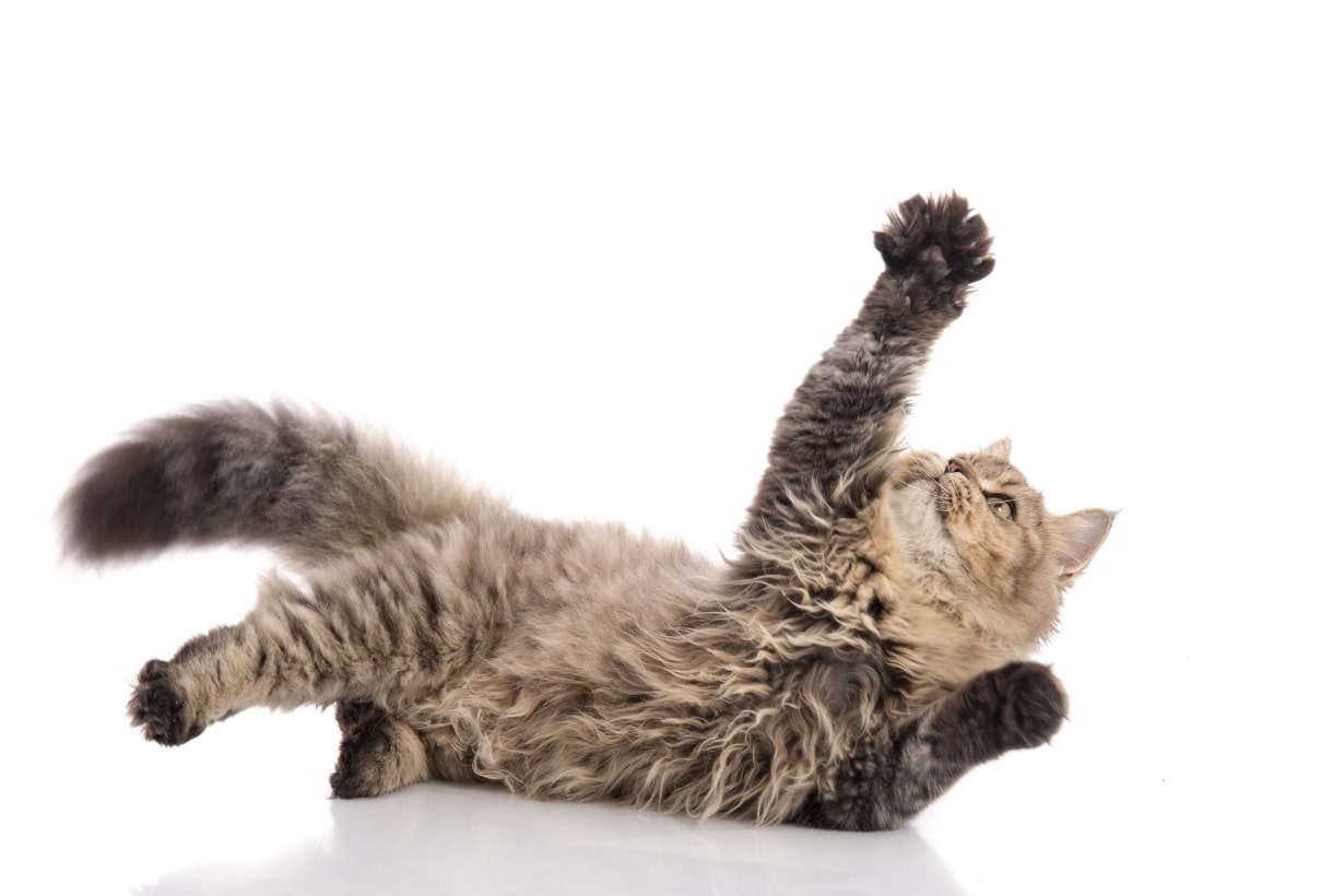 猫パンチ」をする理由とは？ 愛猫の気持ちを読み解くサインと対処法