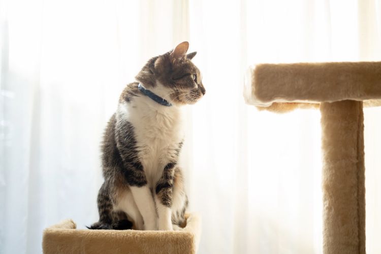 「猫が臭い」「部屋が猫臭い」と感じるのはなぜ？ 4つの理由と対策を詳しく解説【獣医師監修】