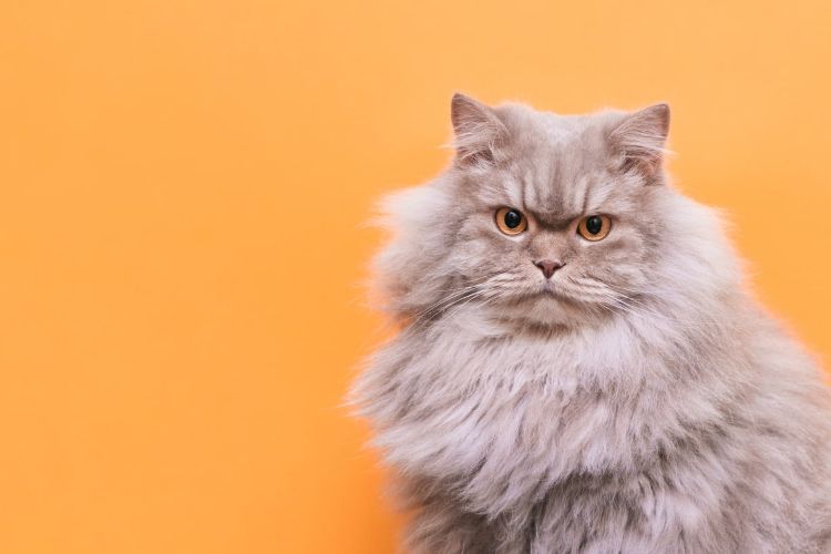 猫がしゃっくりをするのはなぜ？ 対処法から病院へ行く目安までを詳しく解説【獣医師監修】