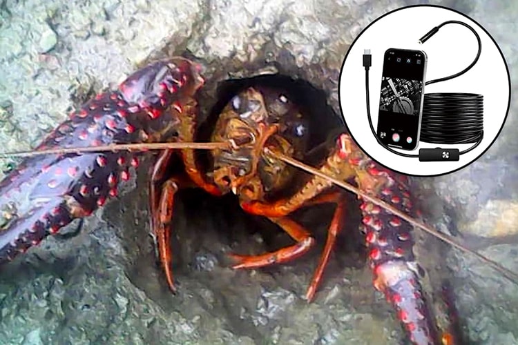 まるで内視鏡！ お手頃価格の「スネイクカメラ」で気になる“穴”や生物を観察してみた