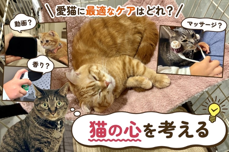 「猫らしさ」がカギだった！ ストレスフリーな部屋づくりとグッズ選び【専門家監修】