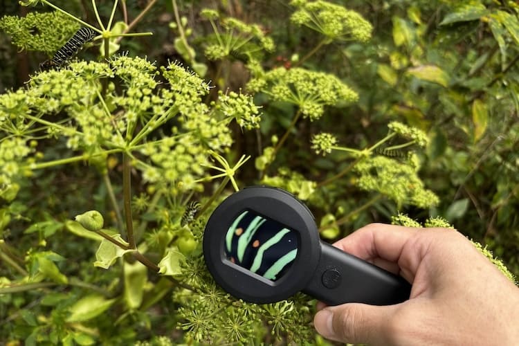 小学校では習わない昆虫のリアル。「デジタル顕微鏡」で覗いたら“真の姿”が見えた！