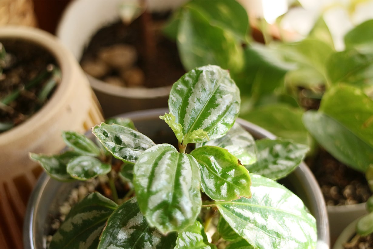 コバエが消えて葉っぱも元気。カインズで見つけた植物用「2色ミスト