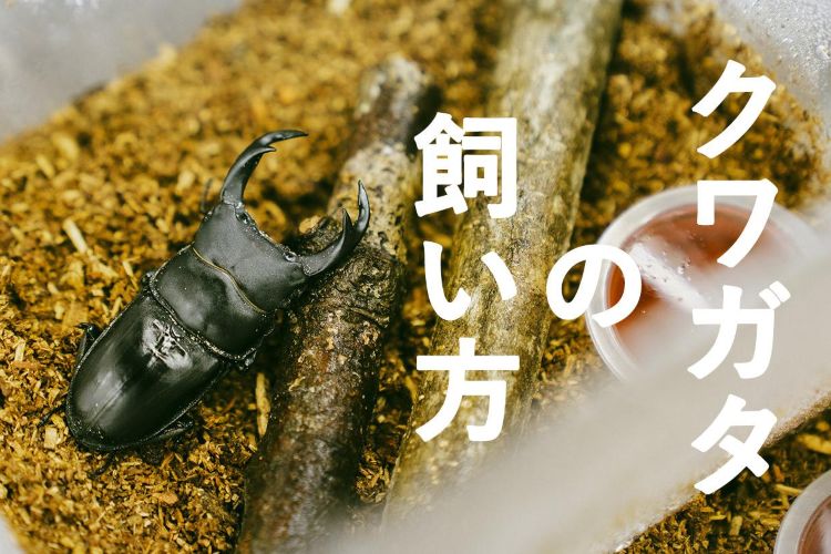 クワガタを完璧に飼うにはどうすればいいの? 専門家に教えてもらう