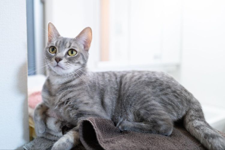 猫の抜け毛が火災の原因になると聞いて焦ったのでペット防災の専門家に相談してみた