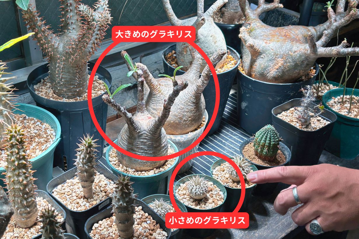塊根植物の入門書】プロに「選び方」と「環境づくり」のコツを聞いてき