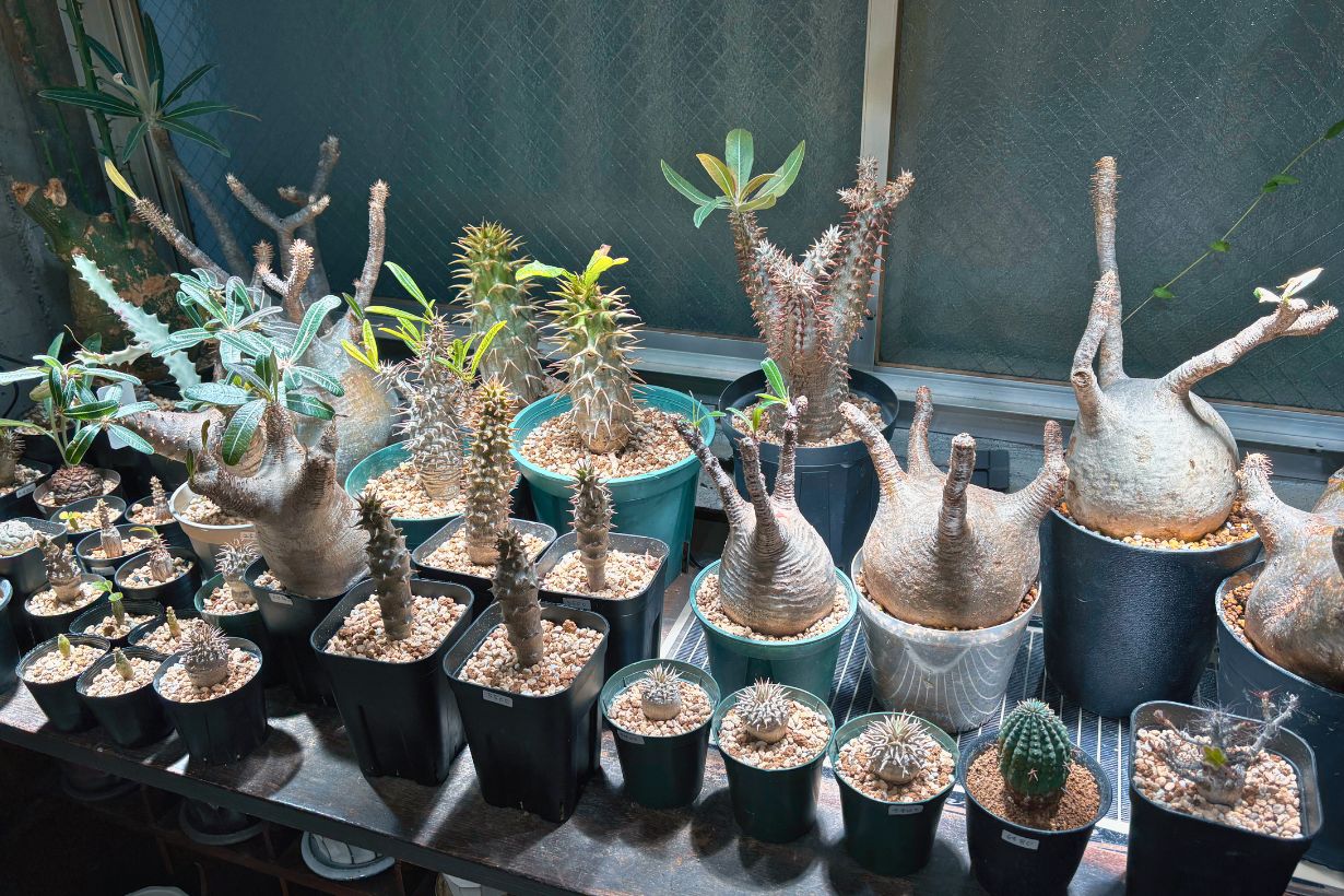塊根植物の入門書】プロに「選び方」と「環境づくり」のコツを聞いてき