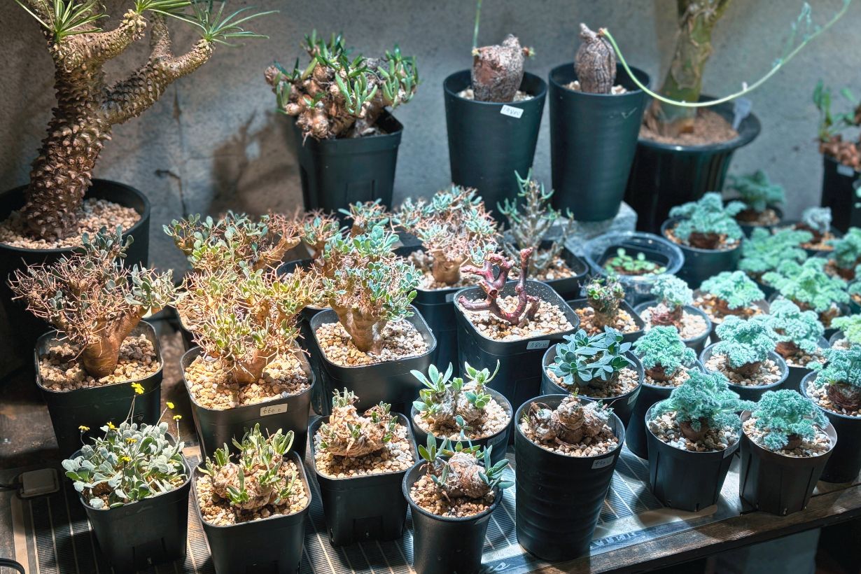 塊根植物の入門書】プロに「選び方」と「環境づくり」のコツを聞いてき