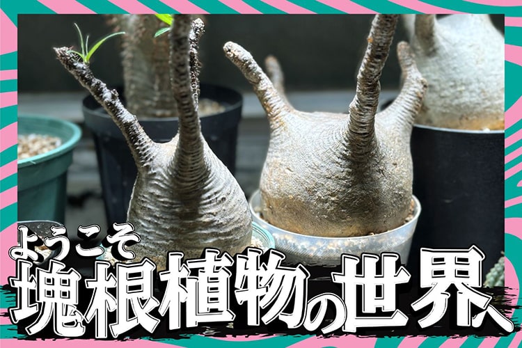 【塊根植物の入門書】プロに「選び方」と「環境づくり」のコツを聞いてきた