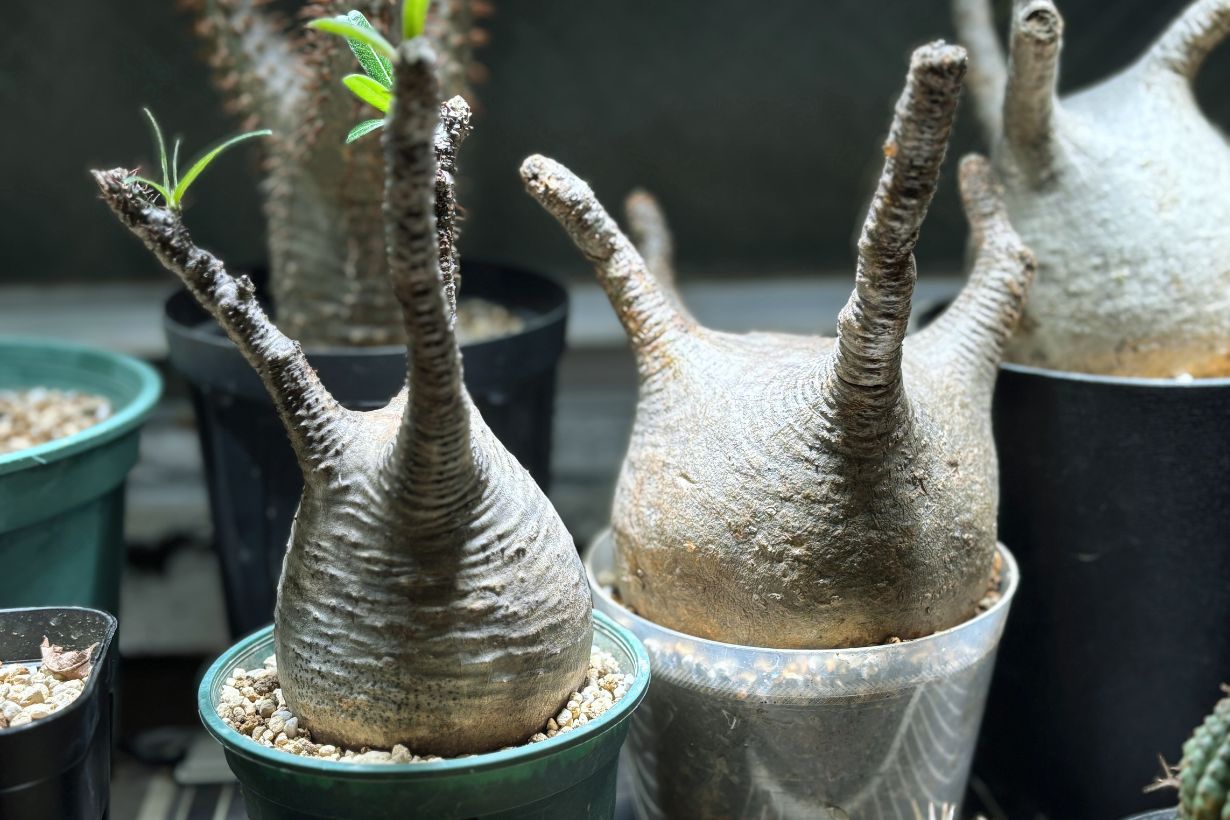 塊根植物の入門書】プロに「選び方」と「環境づくり」のコツを聞いてき 塊根植物の入門書】プロに「選び方」と「環境づくり」のコツを聞いてき