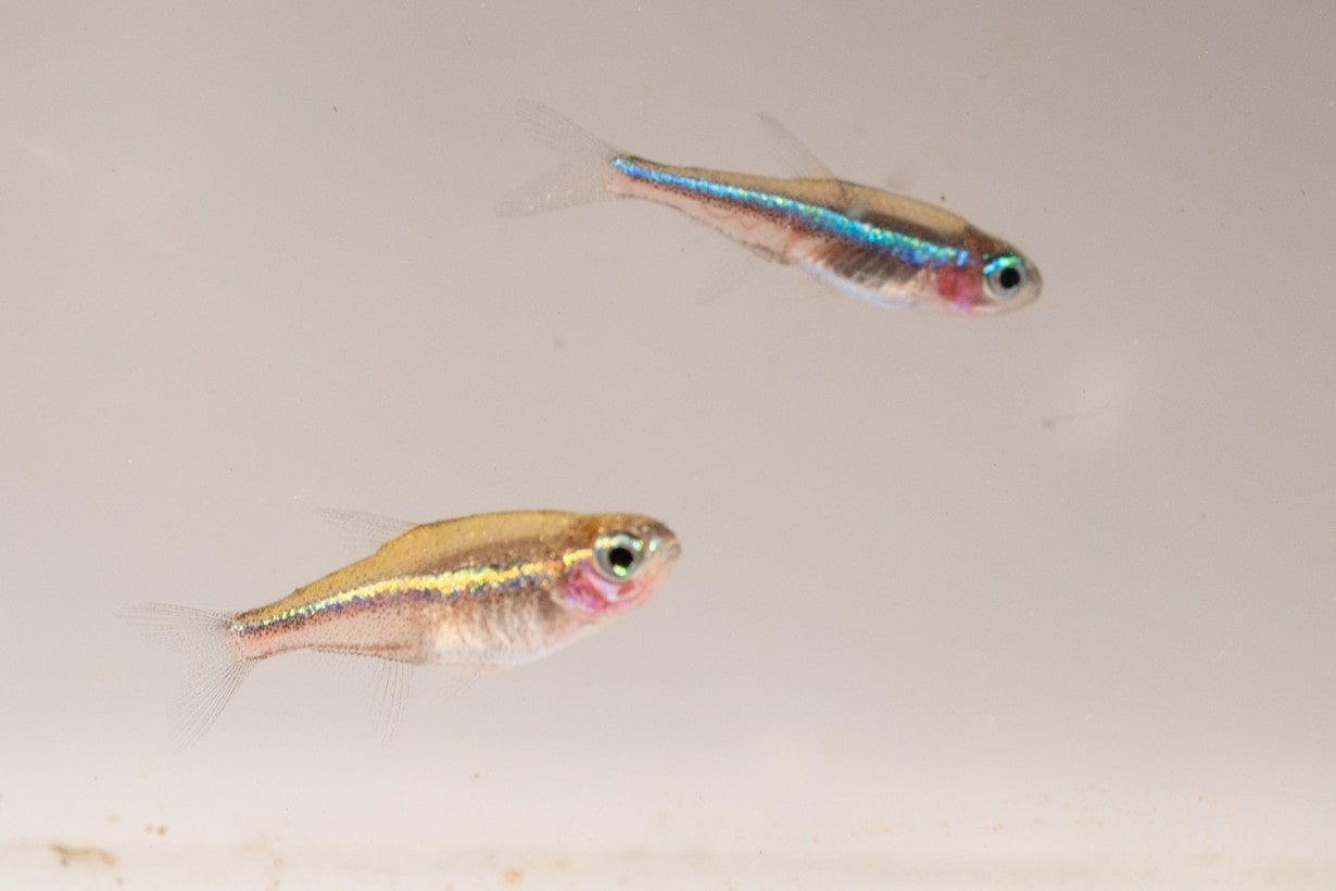 メダカと一緒に飼える生き物は？ 水槽だらけのライターが選ぶ失敗 