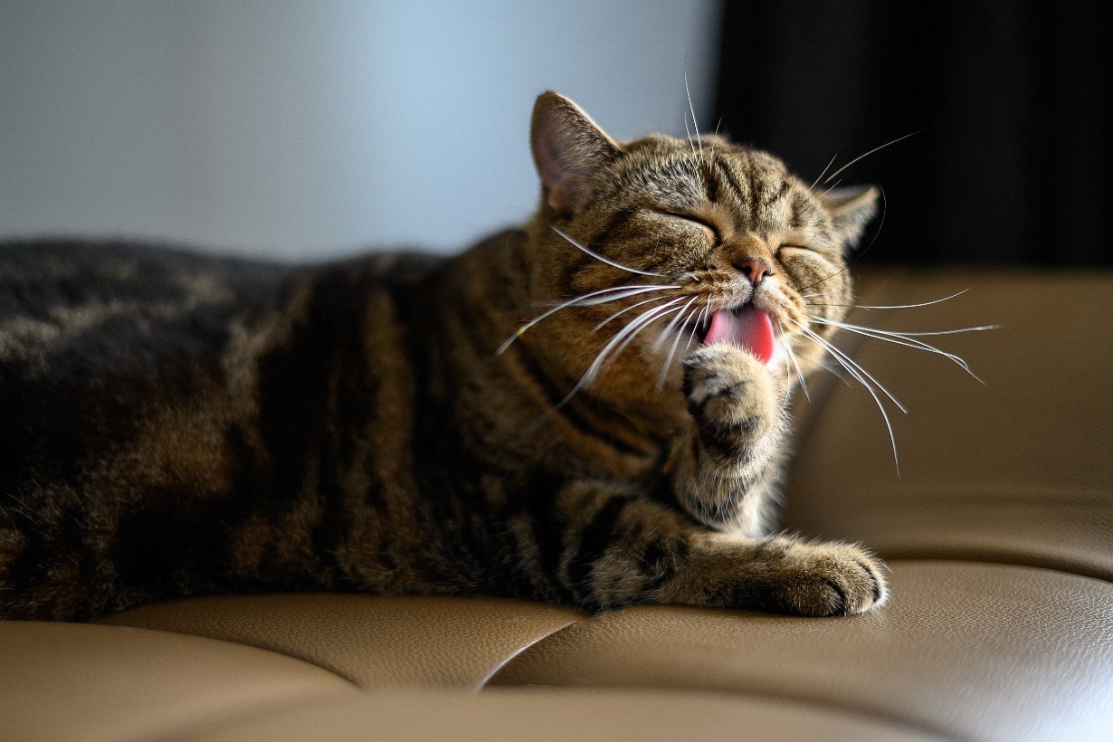 猫にかぼちゃは加熱して少量なら大丈夫。与えるときの注意点や適量