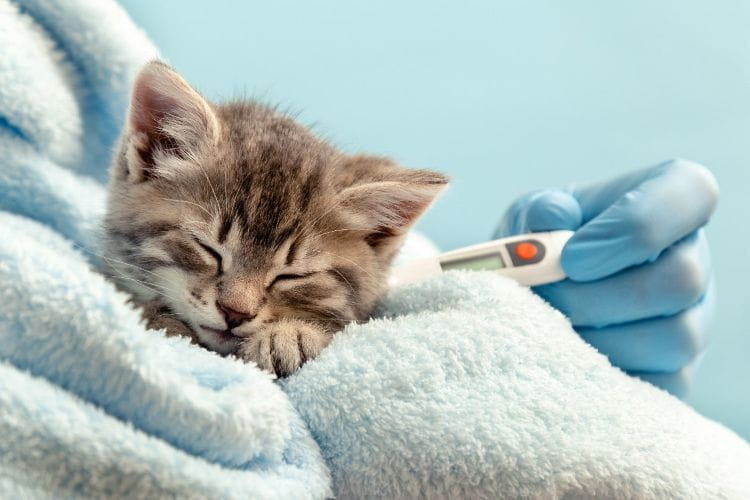 猫の平熱は約38℃！ 測り方や高熱のときの対処法などを解説【獣医師監修】