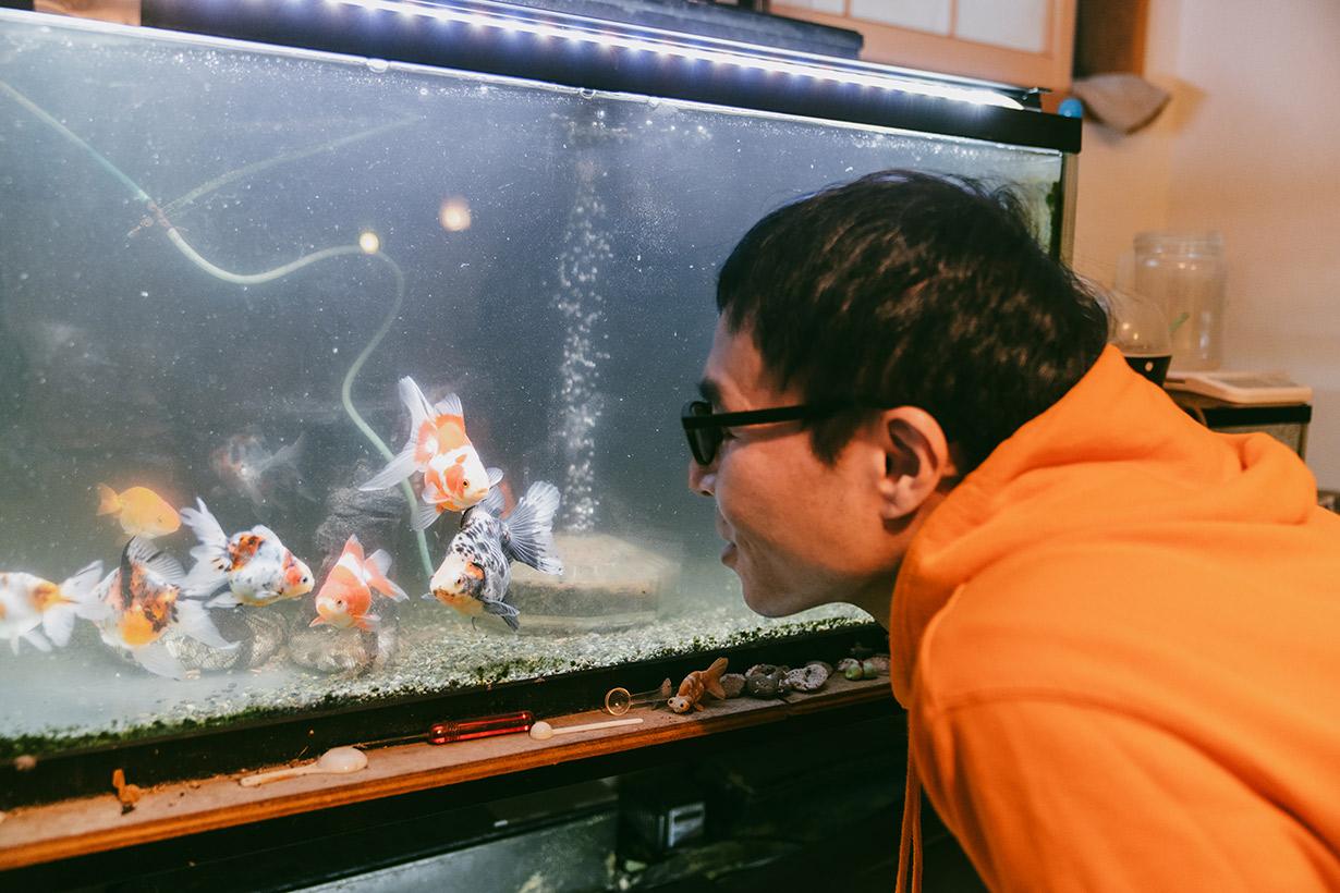 金魚すくいの金魚をちゃんと長生きさせたい。専門家に聞いてみた