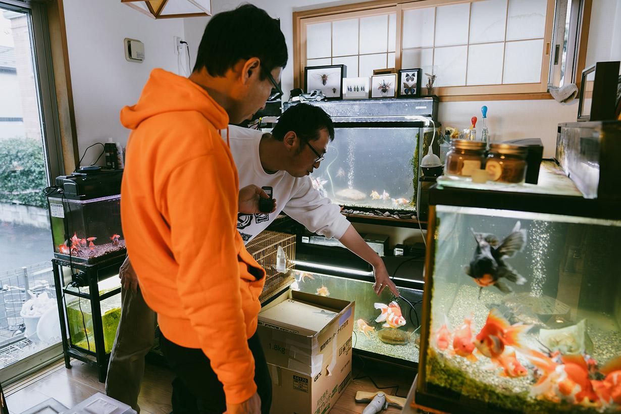 金魚すくいの金魚をちゃんと長生きさせたい。専門家に聞いてみた 