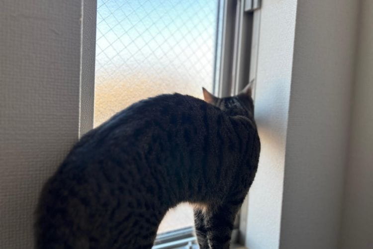 猫がいても窓を全開に。ベランダ脱走防止柵をDIYしてみた