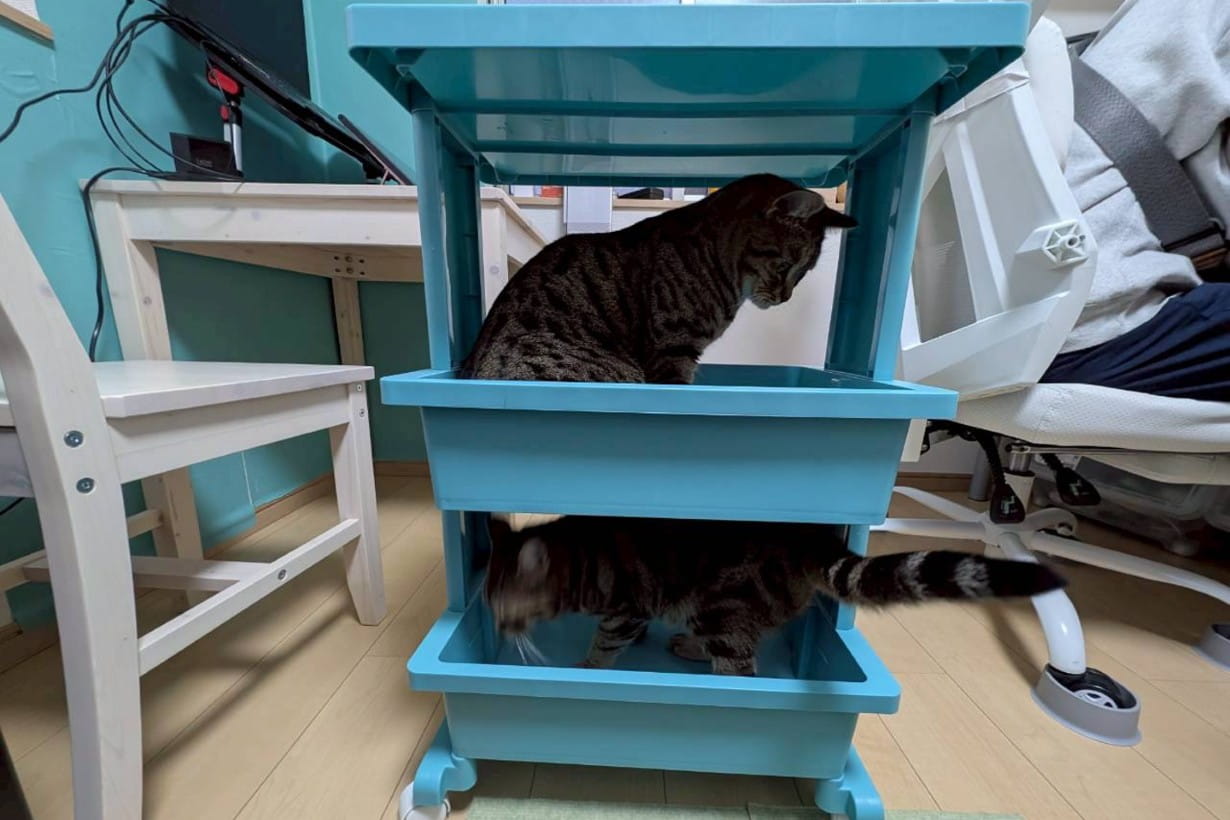 猫が喜ぶDIYアイデア5選！ 家のデッドスペースを「憧れの寝床」に