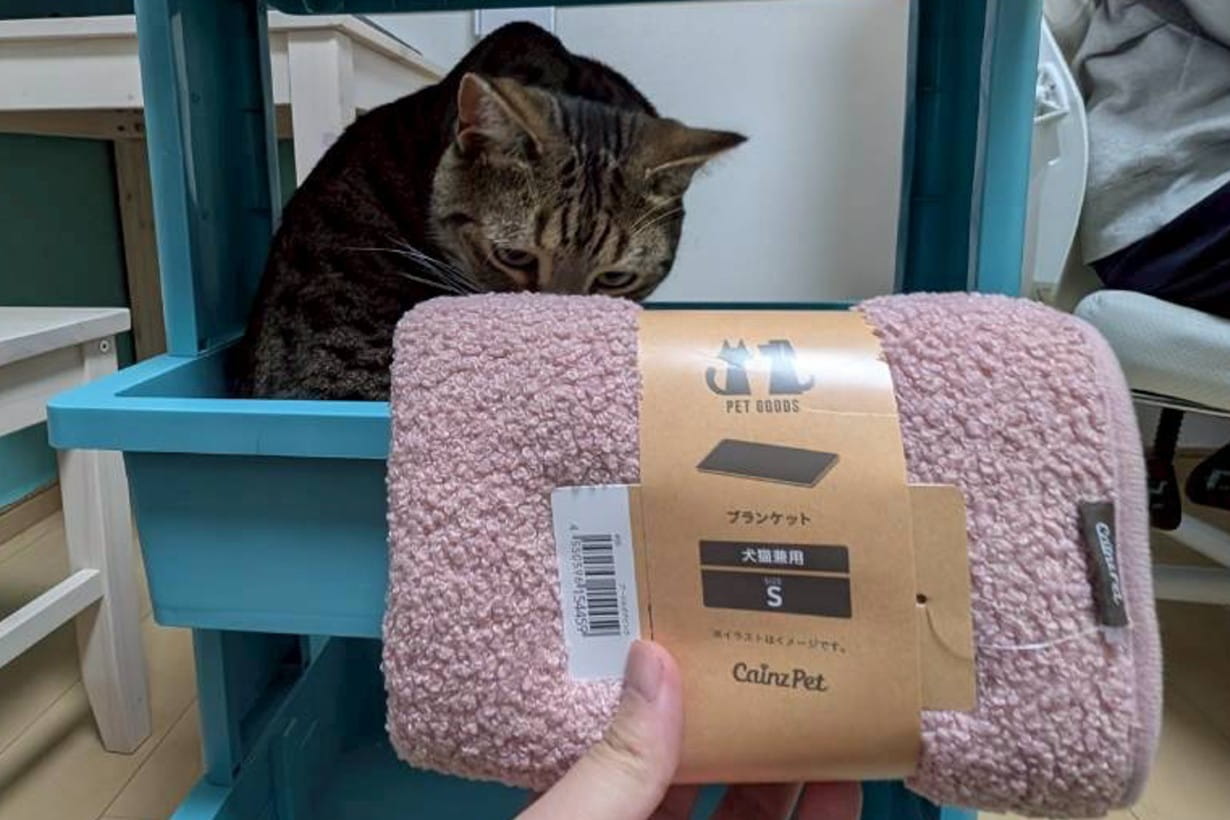 猫が喜ぶDIYアイデア5選！ 家のデッドスペースを「憧れの寝床」に