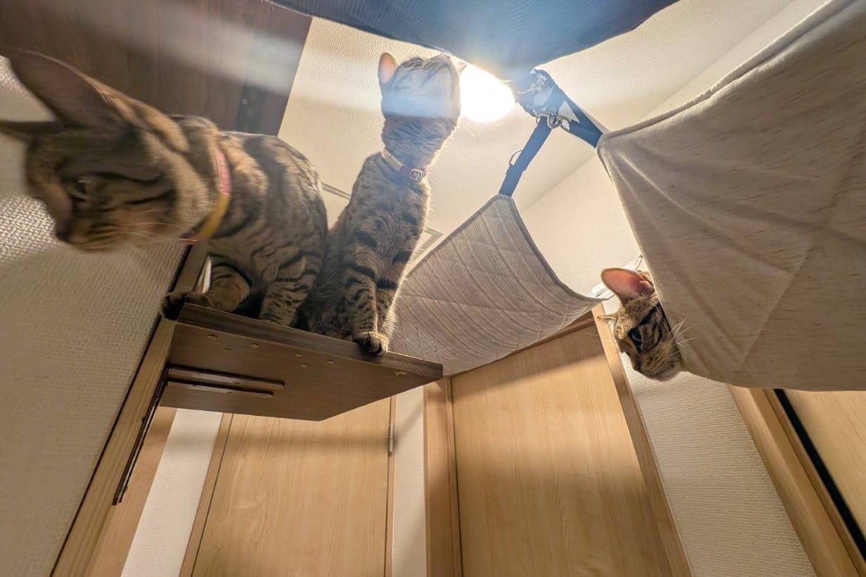 猫が喜ぶDIYアイデア5選！ 家のデッドスペースを「憧れの寝床」に