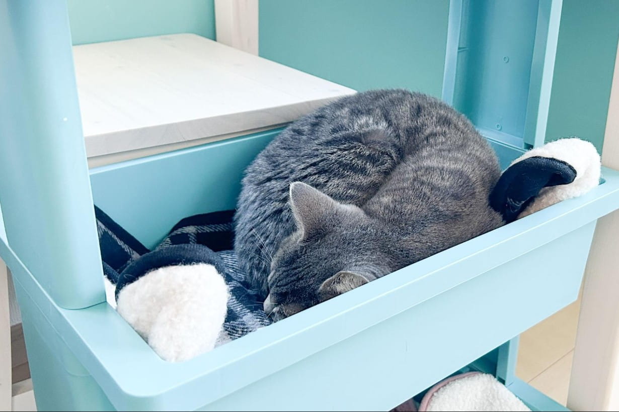 猫が喜ぶDIYアイデア5選！ 家のデッドスペースを「憧れの寝床」に