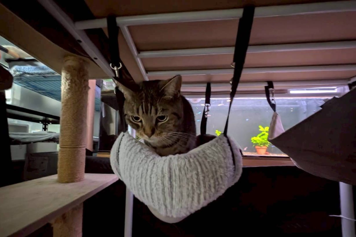 新品、横にいないと、寝れない位、依存になる位、神社で眠る猫、手作り 猫が喜ぶDIYアイデア5選！ 家のデッドスペースを「憧れの寝床」に