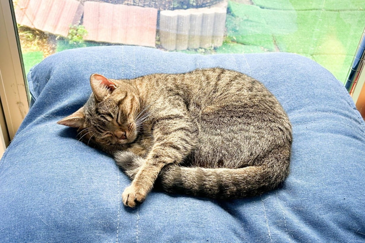 猫が喜ぶDIYアイデア5選！ 家のデッドスペースを「憧れの寝床」に