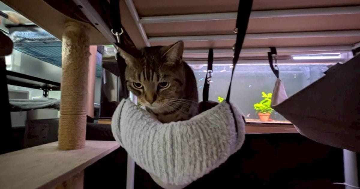 猫が喜ぶDIYアイデア5選！ 家のデッドスペースを「憧れの寝床」に