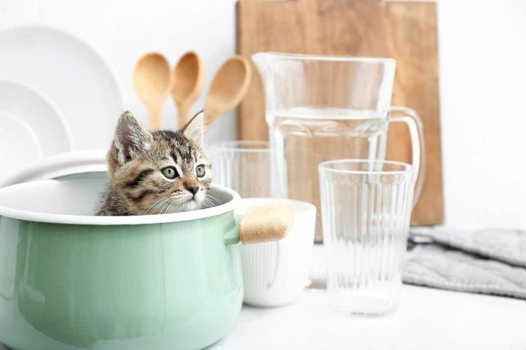 猫がキッチンに上がらないようにするには？ 登る理由や防ぐ方法、DIYや便利なアイテムなどを紹介【獣医師監修】
