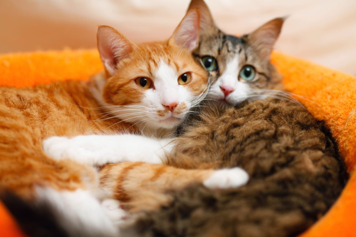 猫の多頭飼いのプロに聞く！ 2匹目を迎える『黄金の7ルール』