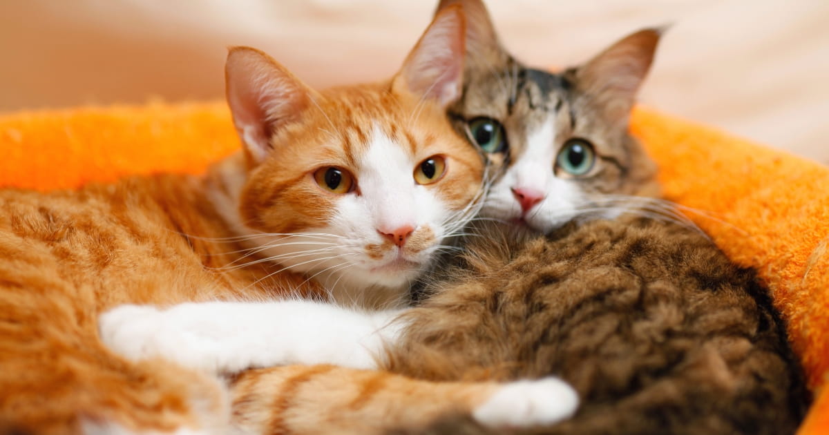 猫の多頭飼いのプロに聞く！ 2匹目を迎える『黄金の7ルール』