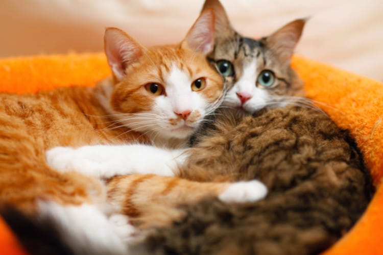 猫の多頭飼いのプロに聞く！ 2匹目を迎える『黄金の7ルール』