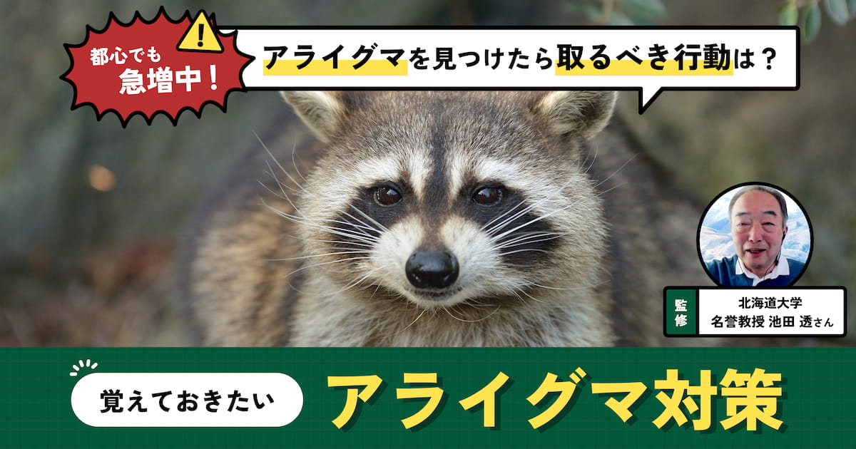 アライグマを見つけたら？ 急増の理由と正しい対策【専門家監修