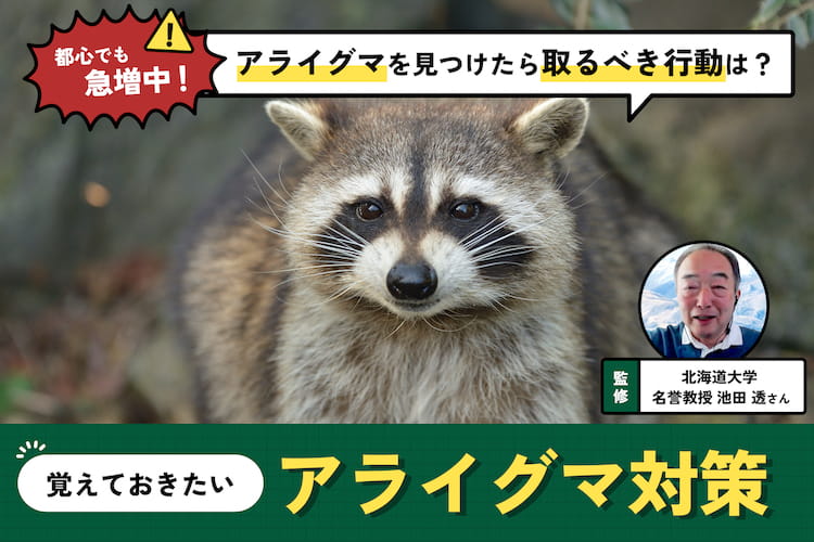 アライグマを見つけたら？ 急増の理由と正しい対策【専門家監修】