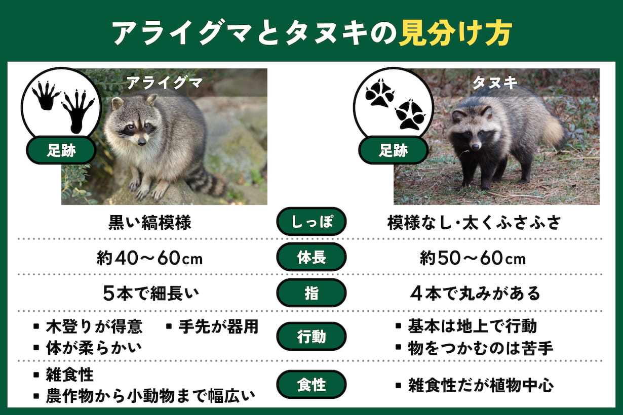 アライグマを見つけたら？ 急増の理由と正しい対策【専門家監修
