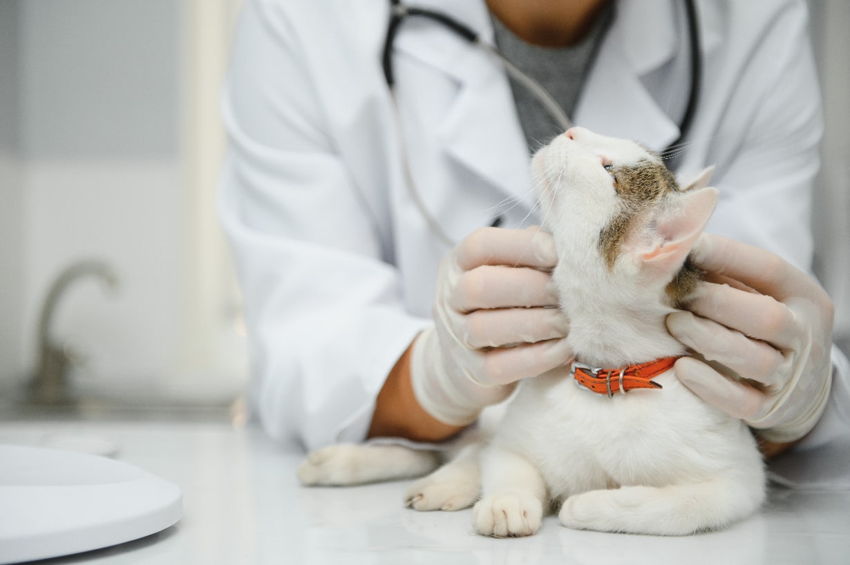 猫の歯周病、原因と症状は？ 早期発見と治療、予防が大切！【獣医師