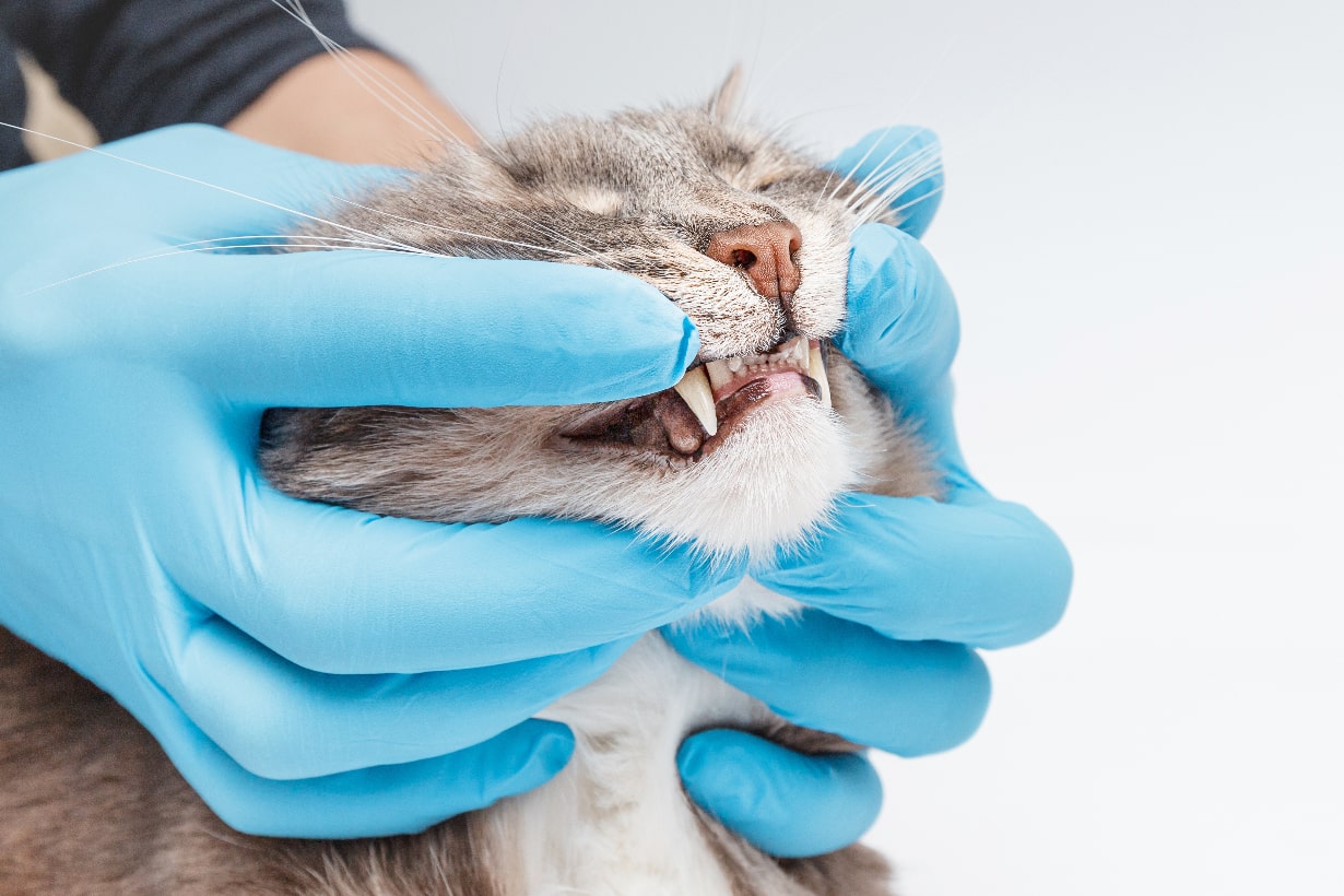 猫の歯周病、原因と症状は？ 早期発見と治療、予防が大切！【獣医師