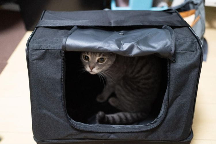 カインズで買える猫の防災グッズ｜最初に揃えたい16選