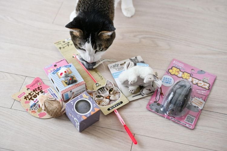 猫はネズミが本当に好き? カインズのねずみおもちゃ6種類を全力で遊んでもらった