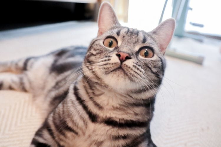 飽きっぽい猫には「またたび」が良い? カインズのおもちゃを組み合わせてみた