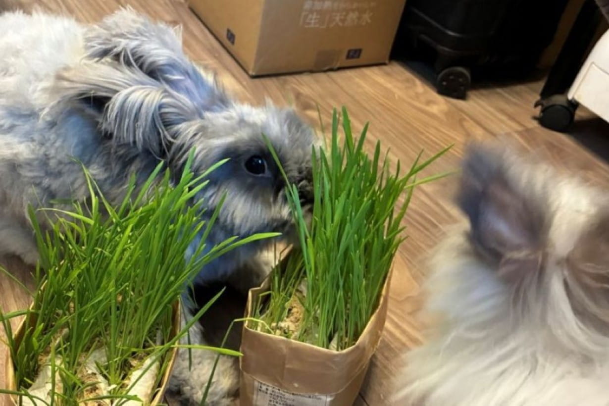 うさぎへの手土産に牧草を育ててみた