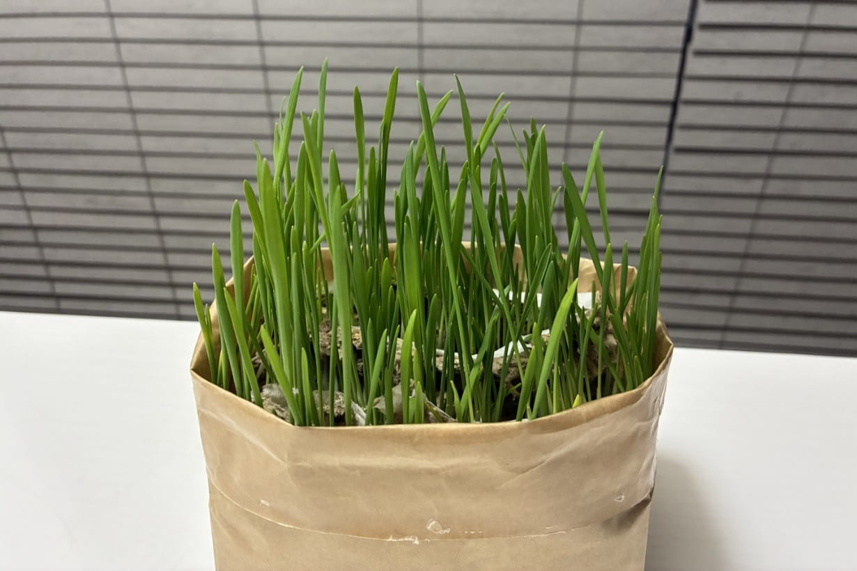 さらに3日後、水をいれてから9日でここまで立派に茂った。「この前までこんなに小さかったのに…」と親戚のおじさんみたいな感慨を抱かずにはいられない。