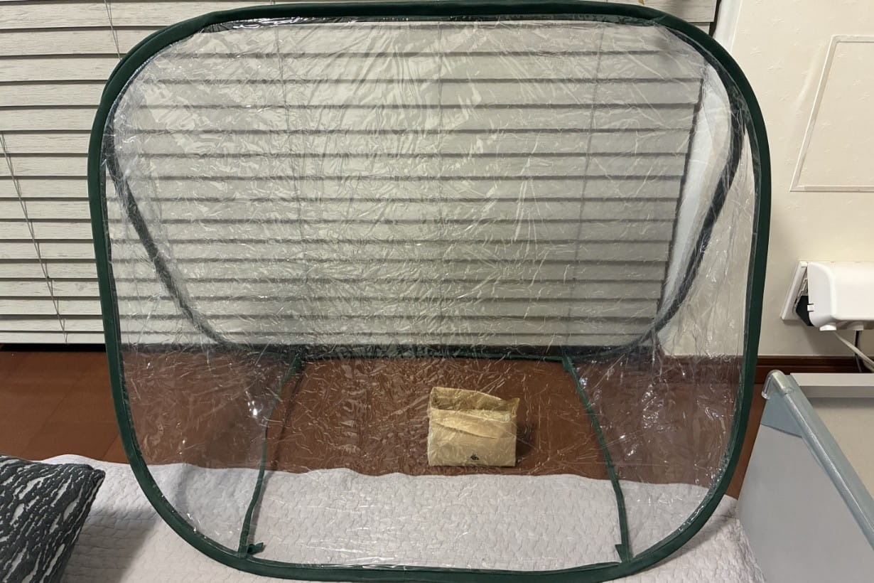 家の中に簡単に温室が出現。一気に育ててる感が出たが、サイズ差がありすぎて身の丈には合っていないかもしれない。温室の威を借るオーツヘイ。