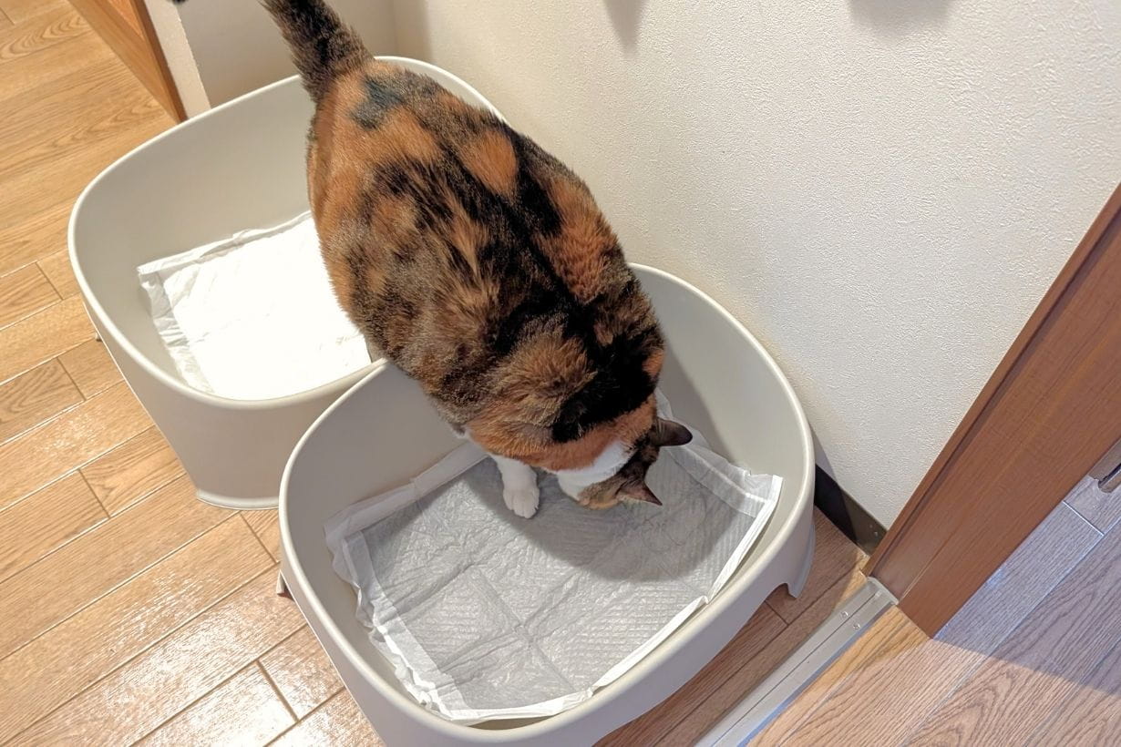 猫砂じゃなくてペットシーツ？ 3匹の愛猫とたどり着いた我が家の猫 