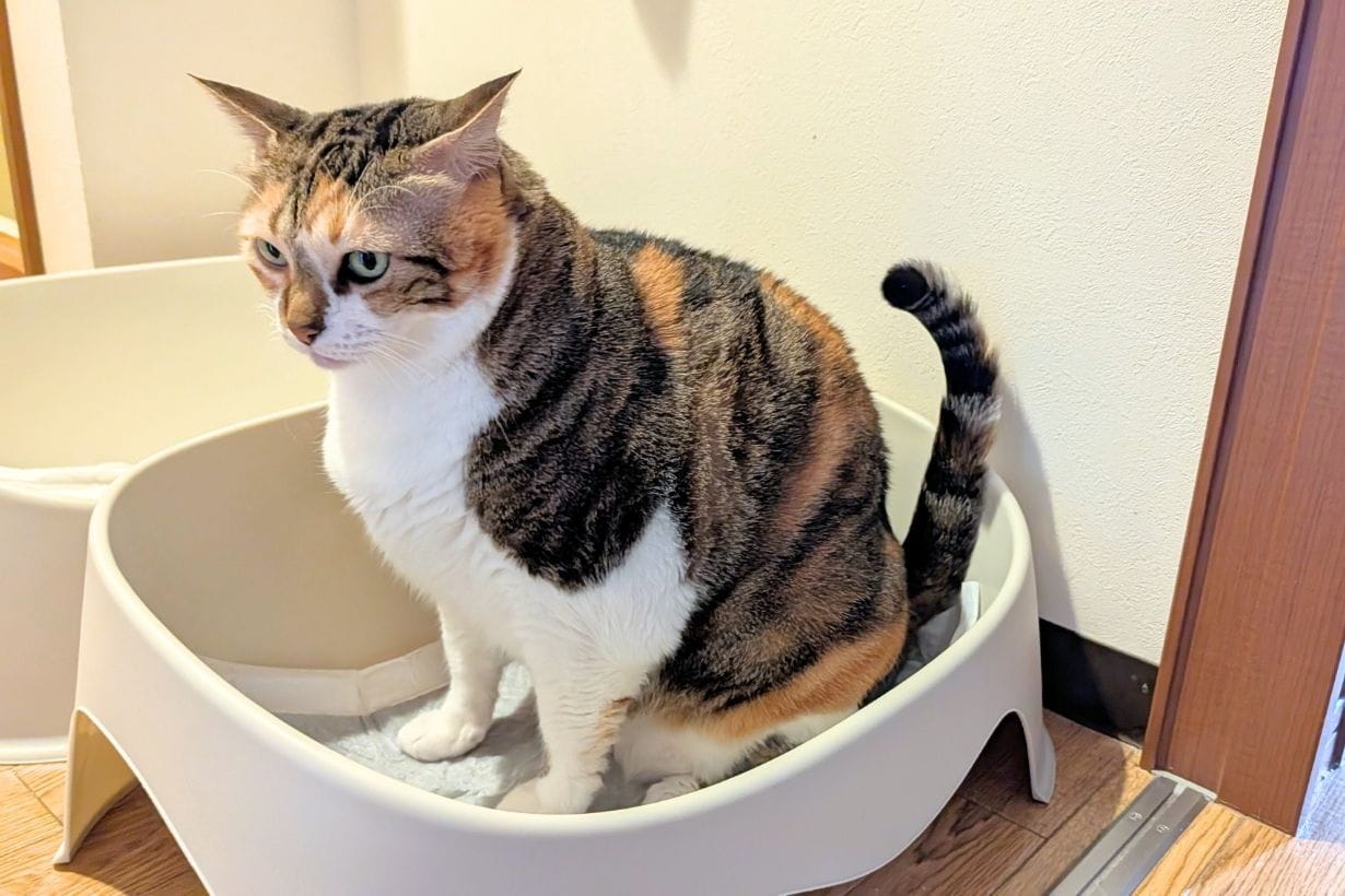 猫砂じゃなくてペットシーツ？ 3匹の愛猫とたどり着いた我が家の猫