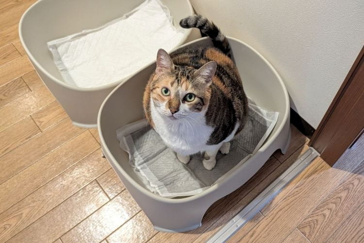 猫砂じゃなくてペットシーツ? 3匹の愛猫とたどり着いた我が家の猫トイレ事情