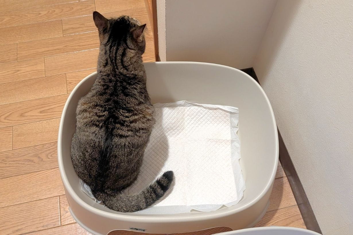 猫ケージ　他　猫砂　ペットシーツなど　まとめて 猫砂じゃなくてペットシーツ？ 3匹の愛猫とたどり着いた我が家の猫