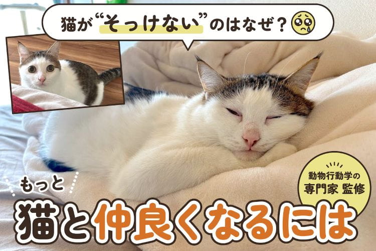 なんで人間を無視するの？ 猫が「そっけない」本当の理由を専門家に聞いてみた