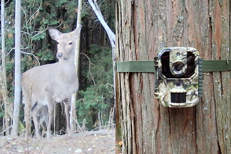 カインズで買ったトレイルカメラでわな猟の下見を！ 動物たちが通る「獣道」はどこ？